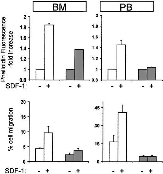 Figure 5. Cytoskeletal reorganization and chemotaxis in response to SDF-1 of cells from normal or Ptx-treated mice. Mobilized lineage-depleted cells from Ptx-treated mice did not display SDF-1–induced actin polymerization after 10 seconds (top right panel, PB, dark columns) compared to control cells (white columns). BM cells from treated mice were also modestly affected (top left panel, BM, dark columns). Furthermore, when Lin-/- cells from BM or PB were used for migration assays (bottom panels), cells from Ptx-treated mice (dark columns) were largely SDF-1 unresponsive.