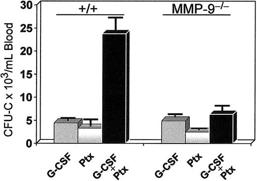Figure 10. Synergistic mobilization of normal mice treated with G-CSF and a single injection of Ptx. Normal (left 3 bars) and MMP9-/-(right 3 bars) mice were treated with G-CSF alone (100 μg/kg twice daily for 3 days), with Ptx alone (one injection at 100 ng/mouse), or with both (same doses, black bars). Blood was collected on day 4 and cultured for CFU-C levels. The synergy noted in normal animals was practically abolished in MMP9-/-mice (black bar on the far right).