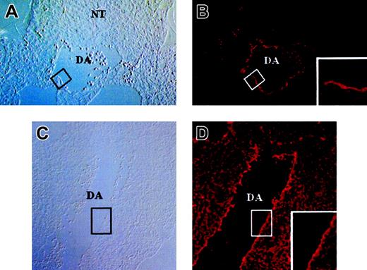 Figure 2. Sections through Ac-LDL-DiI–inoculated embryos 1 hour after inoculation. Sections are 7 μm thick. (A-B) Cross-section at the level of the dorsal aorta. (A) Phase contrast. (B) Fluorescence revealing the DiI signal. Boxes in panels A and B indicate the region magnified in panel B. The signal is restricted to the internal-most cells, thus the endothelial layer. (C-D) Cross-section at the midtrunk level. (C) Phase contrast. (D) DiI. Boxes in panels C and D indicate the region magnified in panel D. DA indicates dorsal aorta; NT, neural tube. For all images, original magnification, × 40.