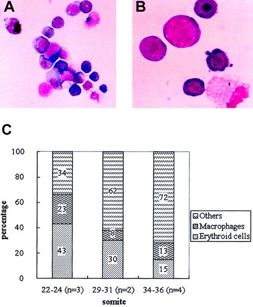 Figure 4. DiI+ cells in the circulation of inoculated embryos after 12 hours of culture. (A) Appearance of DiI+ cells sorted from blood (May-Grünwald-Giemsa staining). Original magnification, × 100. (B) Detail of sorted DiI+ cells. Original magnification, × 400. (C) Proportion of erythroid cells, macrophages, and other myeloid cells in the sorted DiI+ population at various somite stages. Numbers in each column indicate the means obtained from several independent experiments.