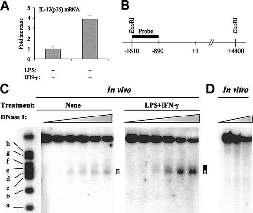 Figure 1. Inducible DNase I hypersensitivity within the IL-12(p35) promoter. (A) Induction of IL-12(p35) mRNA in THP-1 cells. THP-1 cells were left untreated or were treated with LPS (1 μg/mL) and IFN-γ (100 U/mL) for 6 hours. Total RNA was reverse transcribed followed by real-time PCR with either IL-12(p35) or β-actin primers, using a one-step procedure. IL-12(p35) mRNA levels were normalized using β-actin mRNA levels and compared with unstimulated conditions. (B) Schematic representation of the probe used to map the nuclease-hypersensitive sites within the p35 promoter by the indirect end-labeling technique. Purified nuclei were treated with limiting concentrations of different nucleases (DNase I, MNase, or restriction enzymes). After isolation of genomic DNA, we performed overnight EcoRI digestion and analyzed the double-restriction products by Southern blotting using the indirect end-labeling technique. The probe spans nucleotides –1615 to –894 and is abutting the EcoRI restriction site. In vitro cleavage of genomic DNA by EcoRI yields an approximate 6-kb fragment. (C) In these experiments, THP-1 cells were either left untreated or treated with LPS (1 μg/mL) and IFN-γ (100 U/mL) for 4 to 6 hours. Nuclei were then purified and digested with increasing concentrations of DNase I (ranging from 0 to 50 U/mL). After purification of genomic DNA and in vitro digestion with EcoRI, DNA samples were analyzed by Southern blotting. Size markers are described in “Materials and methods.” The DNase I-hypersensitive site is indicated by a gray box. Increase in hypersensitivity on LPS/IFN-γ stimulation is indicated by a black extension of the gray box. (D) As a control, purified genomic DNA from THP-1 cells was digested in vitro with increasing concentrations of DNase I (ranging from 0.078 to 0.3125 U/mL). The results are representative of at least 3 independent experiments.