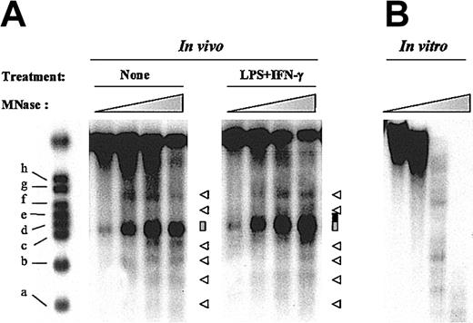 Figure 2. Nucleosome positioning and inducible MNase hypersensitivity within the IL-12(p35) promoter. (A) THP-1 cells were either incubated with medium alone or stimulated with LPS (1 μg/mL) and IFN-γ (100 U/mL) for 4 hours. Nuclei were purified and digested with increasing concentrations of MNase, ranging from 0.015 to 0.12 U/mL. The major MNase-hypersensitive site is indicated by a gray box. Other MNase cutting sites are marked by arrowheads. Increase in MNase hypersensitivity on LPS/IFN-γ stimulation is indicated by a black extension of the gray box. (B) As a control, purified genomic DNA from THP-1 cells was digested in vitro with increasing concentrations of MNase (ranging from 0.00078 to 0.05 U/mL).