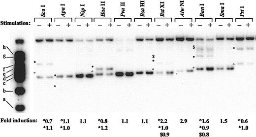 Figure 3. Pattern of restriction enzyme digestion of chromatin within the IL-12(p35) promoter region. Nuclei from untreated (–) or LPS/IFN-γ–treated (+) THP-1 cells were digested with the indicated restriction enzymes. After purification of genomic DNA and in vitro digestion with EcoRI, DNA samples were examined using Southern blotting and the indirect end-labeling technique. Molecular weight markers are described in “Material and methods.” When several restriction sites for the same enzyme are found within the region under study, symbols are used (°, *, and $) to differentiate them. Fold induction refers to the ratio between stimulated and untreated samples after quantification of the bands with a PhosphorImager.