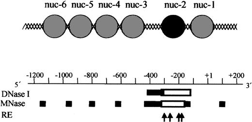 Figure 4. Model for the chromatin organization within the human IL-12(p35) promoter region. A tentative assignment of nucleosome positions in this region based on nuclease digestion is shown and aligned with the nuclease-hypersensitive sites. Sites of cutting by DNase I and MNase are depicted by solid bars for basal conditions. Because MNase preferentially digests DNA in linker regions between nucleosomes, it is possible to locate nucleosomes within the p35 region. The DNA domain between nuc-2 and nuc-3 is strongly hypersensitive to DNase I and MNase cleavage. It is therefore likely to represent a nucleosome-free region. Empty boxes indicate increase in DNase I and MNase hypersensitivities on LPS/IFN-γ stimulation. The 4 arrows refer to the cutting sites of BstXI (nt –298), AlwNI (nt –256), BanI (nt –185), and SmaI (nt –178), which become more accessible on activation. Taken together, these results strongly suggest that nuc-2 (black circle) is selectively remodeled on p35 transcriptional activation.