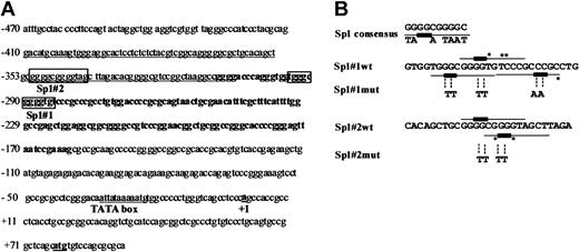Figure 6. Analysis of the nucleotide sequence of the p35 promoter. (A) Nucleotide sequence of the human IL-12(p35) proximal promoter region (accession no. AF050083). Nucleotides corresponding to the nuclease-hypersensitive site in untreated cells are underlined. Nucleotides encompassed by nuc-2 appear in bold. The putative Sp1-binding sites (Sp1#1 and Sp1#2, indicated by boxes) were identified by computer analysis (MatInspector V2.2). Nucleotide +1 denotes the S1 initiation site in monocytes as determined by Hayes et al.10 A putative TATA box (–32) is underlined. (B) Mutagenesis of the p35 Sp1-binding sites. The 2 oligonucleotides used as probes in EMSA (named Sp1#1wt and Sp1#2wt) encompass several putative binding sites for Sp1 (these sites are indicated by underlined nucleotides). The recognition core sequence 5′-GG-3′ of each potential Sp1 site is indicated by a thicker bar. Nucleotides that differ from the Sp1 consensus sequence are marked by an asterisk. For Sp1#1mut and Sp1#2mut oligonucleotides, only the bases that are changed compared with the wt sequence are indicated (substitution of the GC cores with the dinucleotide TT). The Sp1 consensus DNA-binding site is shown.