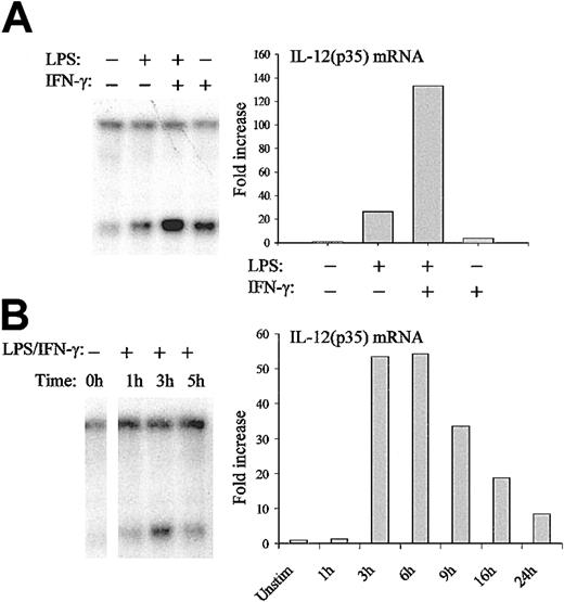 Figure 8. Regulation of nuc-2 remodeling in DCs. (A) DCs were either incubated with medium alone or stimulated with LPS (1 μg/mL) or IFN-γ (100 U/mL) or both for 3 hours. Nuclei were then isolated and digested with BstXI. After purification of genomic DNA and in vitro digestion with EcoRI, samples were analyzed by Southern blotting and indirect end-labeling (left panel). IL-12(p35) mRNA levels were determined by real-time RT-PCR (right panel). For this purpose, DCs were incubated with medium alone or stimulated with LPS (1 μg/mL) or IFN-γ (100 U/mL) or both for 6 hours. IL-12(p35) mRNA levels were normalized using β-actin mRNA levels and were compared with unstimulated conditions. (B) DCs were either incubated with medium alone or stimulated with LPS (1 μg/mL) and IFN-γ (100 U/mL) for the indicated periods of time. DNA accessibility in chromatin within the p35 locus (left panel) and IL-12(p35) mRNA levels (right panel) were assessed as described in panel A. The results are representative of at least 3 independent experiments performed with different donors.
