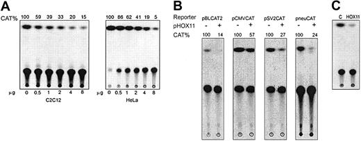 Figure 1. HOX11 represses basal transcription of TATA-containing and TATA-less promoters in HeLa cells and C2C12 cells. (A) Transcriptional repression by HOX11 is concentration dependent. Transient transfection and CAT assays were performed in C2C12 cells and HeLa cells using pSV2CAT (2 μg) and indicated amounts of pcDNA3-HOX11. Relative CAT activity, expressed as percentage of control, is indicated. Data shown are representative of 3 independent experiments. (B) HOX11 represses transcription from different promoters. pcDNA3-HOX11 (8 μg) and reporter plasmids (2 μg) containing HSV tk (pBLCAT2), CMV (pCMVCAT), SV40 early, and rat neu (pneuCAT) promoters were cotransfected into C2C12 cells. CAT activity expressed as percentage of control. (C) HOX11 represses SV40 promoter activity in murine cells. pcDNA3-HOX11 (8 μg) and pSV2CAT (2 μg) were cotransfected into NIH3T3 cells and CAT activity measured.