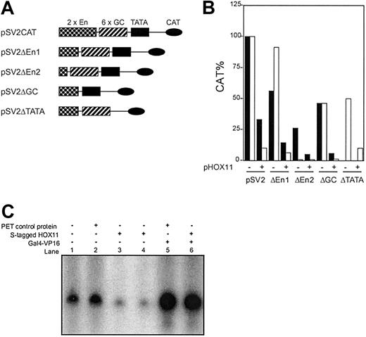 Figure 2. HOX11-dependent repression may be mediated by interactions with components of the basal general transcription machinery. (A) Schematic diagram of the SV40 promoter in control and mutant reporter plasmids: enhancer region (En); GC BOX (GC); TATA-like motif (TATA). (B) Deletion (Δ) of cis-regulatory elements, including the enhancer, GC box, and TATA-like motif from the SV40 promoter, failed to abolish HOX11-mediated repression. Relative CAT activities from cotransfection of pFLAG-HOX11 and parental or mutant SV40 reporter plasmids into C2C12 cells (▪) and HeLa cells (□). Transfection assays were repeated at least 3 times. Variability between assays was not more than 15%. (C) HOX11 represses in vitro transcription driven by purified RNA polymerase II holoenzyme. In vitro transcription assays were performed using 0.3 μg reporter plasmid containing the adenovirus major late promoter driving a G-less cassette (G-less) and 5 tandem copies of the Gal4 DNA-binding site.21 Reaction conditions consisted of 5 μg purified polymerase II holoenzyme and 100 ng purified S-tagged HOX11 or PET control protein. Transcription was measured in the absence or presence of purified Gal4-VP16 proteins (50 ng). Radiolabeled RNA was resolved on a 4.5% acrylamide-6M urea denaturing gel and visualized by autoradiography.