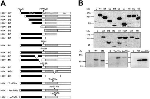 Figure 3. HOX11 constructs and protein expression. (A) Schematic diagram of expression constructs for FLAG-tagged HOX11 WT and mutant proteins. FLAG peptide, Gly/Pro-rich region (Gly/Pro), homeodomain (HD), Gln-rich region (Gln), and PBX interaction motif (PIM; FPWME) are indicated. (B) FLAG-tagged HOX11 proteins were detected in lysates from HeLa cells transiently transfected with pFLAG-HOX11 constructs using immunoprecipitation and Western blotting with an anti–FLAG-M5 antibody (top row, middle row) or by direct Western blotting of lysates from stably transduced NIH3T3 cells using an anti-HOX11 antibody (bottom row). C indicates control.