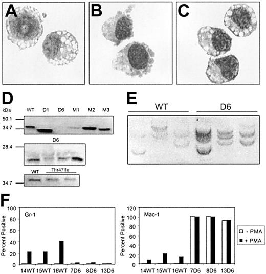 Figure 5. Establishment and characterization of HOX11-immortalized hematopoietic cell lines. HOX11 constructs were transduced into murine BM progenitors, and cells were maintained in IL-3–containing media until lines were established (> 3 months in culture). Transduction with each construct was performed at least 3 times, with the exception of D1 and M5 (n = 2). Wright-Giemsa–stained cells generated with HOX11 WT (A), D6 (B), and Thr47Ile (C). Original magnification, × 100. (D) Western blot analysis of HOX11 protein expression in representative BM progenitor-derived cell lines using either anti-HOX11 polyclonal antibody (WT, D1, M1, M2, M3, and Thr47Ile mutants) or anti-FLAG antibody (D6 mutant). (E) Southern blot analysis of proviral copy number in 3 independently derived HOX11 WT and HOX11 D6 cell lines. Genomic DNA (10 μg), isolated from 107 cells and digested with EcoRI, was resolved on a 1% agarose gel and hybridized with a neo probe. (F) HOX11 WT cells represent a bipotential monocytic-granulocytic precursor. Three HOX11 WT and HOX11 D6 cell lines were treated with phorbol myristate acetate (PMA; 100 ng/mL). After 72 hours, surface expression of the granulocytic marker Gr-1 and the macrophage marker Mac-1 was determined by immunofluorescence flow cytometric analysis.