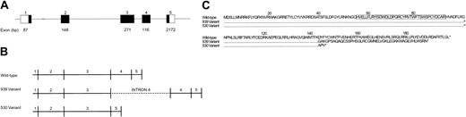 Figure 2. Structure of the AID gene, wild-type and splice variant mRNAs, and translated proteins. (A) Genomic structure of AID. The AID gene is composed of 5 exons and spans approximately 11 kilobase (kb). Open boxes represent 5′ and 3′ untranslated regions. Closed boxes represent coding regions, with the lengths of the exons indicated below. (B) Wild-type AID mRNA and splice variants. The splice variants result from either retention of intron 4 in the 939-bp splice variant or omission of exon 4 in the 530-bp variant. (C) Alignment of the wild-type AID amino acid sequence and the putative protein products of the splice variants. Only nonidentical residues are indicated. The wild-type mRNA encodes a 198–amino acid protein that contains a cytidine deaminase domain, indicated by an open box. The splice variants contain premature stop codons, indicated by asterisks. If translated, the 939-bp and 530-bp splice variants would yield truncated proteins of 187 and 145 amino acids, respectively.