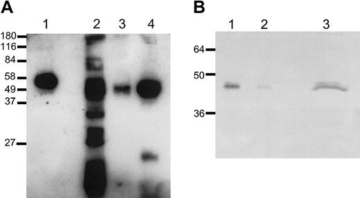 Figure 2. Analysis of platelet-derived TAFI. Platelet-derived TAFI and TAFI purified from plasma (lane 1; 300 pg) were analyzed on Western blot (A). Gel-filtered platelets (3 × 107 cells) were incubated with either 0.5% triton (lane 2), buffer (lane 3), or 0.5 U/mL thrombin (lane 4) 15 minutes at 37°C. Deglycosylation of platelet-derived TAFI (B). Purified TAFI (16 ng, lane 1, or 1.6 ng, lane 2) and gel-filtered platelets (7 × 107 cells) incubated with thrombin (0.5 U/mL) for 15 minutes at 37°C (lane 3) were subjected to PNGase F treatment. TAFI was detected with a monoclonal antibody against TAFI (9H10). Approximate molecular masses (kDa) are shown on the left.