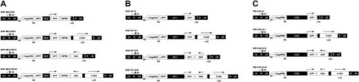 Figure 1. HIV-1–based SIN lentiviral vectors. There were 3 sets of vectors constructed containing (A) the MU3, (B) the EF1α, or (C) the CAG promoter driving expression of the enhanced GFP gene as reporter. Each set of vectors includes a control vector, a 5′HS4 element–containing vector, an IFN-SAR–containing vector, and a 5′HS4/IFN-SAR–containing vector. A 1.2-kb fragment containing the 5′HS4 insulator was inserted in direct orientation into the deleted U3 region (ΔU3) of the 3′ LTR, which is copied to the 5′ LTR following reverse transcription. The 0.8-kb IFN-SAR was introduced in reverse orientation into the 3′ untranslated region of the GFP gene, immediately upstream of the 3′ LTR. The arrows above the 5′ LTR and the internal promoters depict sites and direction of transcription. WPRE indicates woodchuck hepatitis virus posttranscriptional regulatory element; SAR, IFN-SAR; SD, splice donor; SA, splice acceptor; ΔGag, deleted Gag region; and RRE, Rev-responsive element.