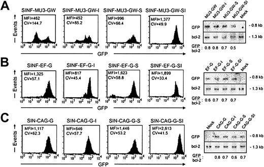Figure 2. Expression of lentiviral vector sets in pooled populations of KG1a cells. (A) FACS histograms of GFP fluorescence 4 months after transduction with the MU3 promoter–containing set of lentiviral vectors. (B) FACS histograms of GFP fluorescence 4 months after transduction with the EF1α promoter–containing set of lentiviral vectors. (C) FACS histograms of GFP fluorescence 4 months after transduction with the CAG promoter–containing set of lentiviral vectors. Shown in each case are the MFI values of fluorescence intensity and the CV values indicative of fluorescence homogeneity. To the right of each series of histograms are the Southern blot analyses of BamHI-digested genomic DNAs hybridized with a GFP probe (top panels) and a bcl-2 probe (bottom panels) showing comparable proviral vector copy numbers per cell.