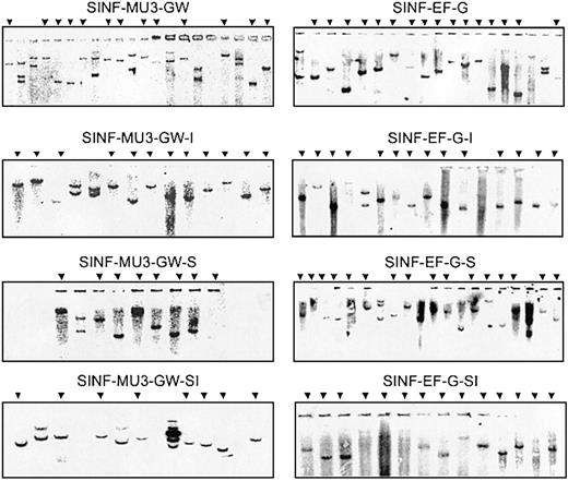 Figure 3. Copy number analysis of transduced KG1a clones. Genomic DNAs (10 μg) were digested with EcoRI, and Southern blot analysis was performed with a GFP hybridization probe. Arrows indicate single-copy clones transduced with the respective lentiviral vectors that were selected for FACS analysis of GFP expression.