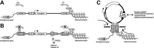 Figure 7. Potential mode of action of the 5′HS4/IFN-SAR combination. (A) Standard lentiviral vector showing negative (heterochromatin spreading) and positive (vector enhancer activation of endogenous gene expression) integration site effects. P indicates promoter. (B) SIN lentiviral vector containing the 5′HS4/IFN-SAR combination evaluated in this study. The enhancer-blocking function of the 5′HS4 element requires CTCF binding sites.27 It has been suggested that barrier activity depends on other signals within the 5′HS4 element that recruit histone acetyltransferases, which would acetylate (AC) histone H3 on lysine 9 and prevent encroachment of methylation (Me) by histone methyltransferases (Suv39h).28,29 The IFN-SAR could antagonize histone H1–mediated repression of gene expression by preferential interaction with high mobility group proteins (HMG-I/Y).53,54 X indicates block of function. (C) The IFN-SAR associates with the nuclear scaffold/matrix and, in conjunction with the pair of 5′HS4 elements, could facilitate formation of chromatin loops conducive to transgene expression.24,31,40 Arrows indicate direction in which the various elements exert their influence.