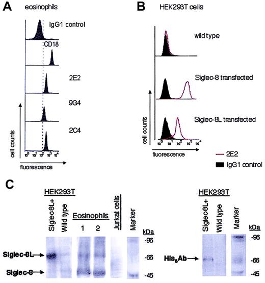 Figure 1. Expression of Siglec-8 and Siglec-8L by eosinophils and transfected cell lines. Purified peripheral blood eosinophils (A) and HEK293T cells stably transfected with Siglec-8 or Siglec-8L (B) were analyzed by flow cytometry for Siglec-8 surface expression using murine monoclonal antibodies (2E2, 2C4, and/or 9G4). Histograms shown are representative of 3 to 4 experiments with identical results. Monoclonal reagents used as positive (CD18) and negative controls are also shown. (C) Western blot analysis of human peripheral blood eosinophils that were obtained from 2 different atopic donors. Lysates from these cells, as well as from Siglec-8L–transfected HEK293T cells, were generated. Equal amounts of protein from each sample were analyzed by 8% sodium dodecyl sulfate-polyacrylamide gel electrophoresis (SDS-PAGE) followed by immunoblotting with sheep antihuman polyclonal Siglec-8 Ab or His6 Ab. Wild-type HEK293T cells and Jurkat T cells were used as negative controls. Data are representative of 3 different experiments with similar results. Marker indicates molecular weight standard markers.