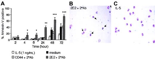 Figure 3. Siglec-8 ligation induces eosinophil apoptosis. (A) Eosinophils were cultured as indicated, harvested, and analyzed by flow cytometry for annexin-V labeling. Data are mean ± SEM from 6 experiments. (*P ≤ .005; **P ≤ .0005; ***P ≤ .05 for comparison of medium control versus 2E2 + 2° Ab). (B-C) Morphologic changes in eosinophils consistent with apoptosis were observed after 24 hours of 2E2 cross-linking (B) but not after 24 hours of culture in IL-5 (1 ng/mL; panel C). Note in panel B the decreased cytoplasmic volume and condensed, rounded nuclei (arrows) compared with eosinophils in panel C. Data in B-C are representative of 6 experiments (original magnification, × 400).