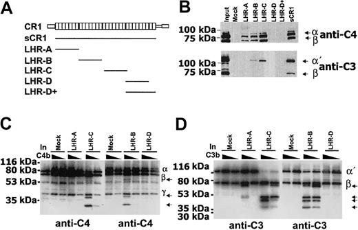 Figure 1. Biochemical analysis of CR1 derivatives. (A) Schematic representation of CR1 truncations. The top diagram depicts the full-length CR1 protein consisting of a signal peptide followed by tandemly arranged 30 SCRs (shown as joined boxes).15,19 sCR1 lacks the transmembrane and cytoplasmic tails; LHR-A through LHR-D are truncations of 7 SCRs each and LHR-D+ consists of LHR-D and the last 2 SCRs. (B) Pull-down assays with C4b and C3b and CR1 derivatives: LHR-A, LHR-B, LHR-C, LHR-D, LHR-D+, sCR1, and mock as a control. The input (first lane) C4b (upper blot) and C3b (lower blot) are indicated by arrows. Both C3b and C4b were eluted from sCR1, LHR-B, and LHR-C. C4b was eluted, but C3b was not eluted from LHR-A. Although similar amounts of LHR-D and LHR-D+ were used in the pull-down assays, neither one bound to C3b or C4b. (C-D) Cofactor activity of LHRs for cleavage of C4b (C) and C3b (D). Purified C4b or C3b was incubated with factor I alone (first lane, In C4b or In C3b, respectively), or in the presence of 2 different amounts (100 ng or 10 ng, indicated as a gradient) of CR1 derivatives: LHR-A, LHR-B, LHR-C, LHR-D, and mock as a control. The position of degradation products of C3b and C4b are indicated by arrows.