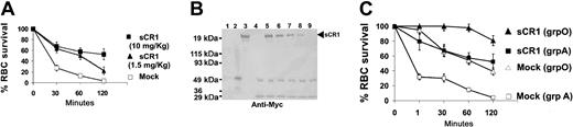 Figure 3. sCR1 prolongs the survival of transfused human RBCs in mice. (A) Fluorescently labeled human group A RBCs equivalent to 10% of total mouse blood volume were injected intravenously into C57Bl/6Ly5.1 mice without (Mock, □, n = 15) or with sCR1 given at a dose of 1.5 mg/kg (▴, n = 5) or 10 mg/kg (▪, n = 9), where n is the number of animals per group. At times indicated, venous blood was sampled and analyzed by flow cytometry for the fraction of fluorescent RBCs. To show the clearance kinetics, injected RBCs at time 0 were taken as 100% and the remaining RBCs were calculated at different time points as the average for each group of mice (error bars depict the SEM). sCR1 at a dose of 10 mg/kg increased the survival of transfused RBCs at all time points (P < .05 as compared with Mock), but at a dose of 1.5 mg/kg, the increased RBC survival was only significant at earlier points (P < .05), and not at 120 minutes after transfusion. (B) Representative immunoblot of plasma from transfused mice coinjected with sCR1 at a dose of 10 mg/kg at the following time points: 1 minute (lane 5), 15 minutes (lane 6), 30 minutes (lane 7), 60 minutes (lane 8), and 120 minutes (lane 9) after injection. To estimate plasma concentrations of sCR1, known concentrations of myc-positope (100 ng in lane1 and 500 ng in lane 2) were used. As a negative control, plasma from noninjected mice (lane 4) was used and as a positive control, injected recombinant sCR1 (lane 3) was used. (C) Comparison of the survival of human group O (triangles) versus group A (squares; identical data as in A) RBCs in mice treated without or with sCR1 administration at a dose of 10 mg/kg. Prolonged RBC survival in mice treated with sCR1 (P < .05 at all time points).