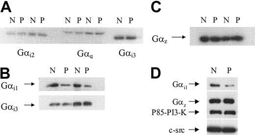Figure 6. Immunodetection of Gαi1, Gαi2, Gαi3, Gαz, and Gαq in membranes prepared from normal or patient platelets. Platelet membranes were prepared from normal (N) or patient (P) blood as described in “Patient, materials, and methods.” Protein (40 μg) was loaded onto a 10% gel and proteins were separated by SDS-PAGE. Proteins were transferred to PVDF membranes by electroblotting and probed with specific antisera against different Gα subunits. (A) Gαi2 and Gαq detected in platelet membranes from 2 separate experiments and Gαi3 detected in platelet membranes from a single preparation. (B) Gαi1 detected in 2 separate membrane preparations prepared during 2 separate visits. This blot was stripped and reprobed with anti Gαi3 as a loading control. (C) Gαz detected in 2 separate membrane preparations prepared from 2 separate visits. (D) Gαi1 detected by a second anti-Gαi1 antibody (AB-2). The blot was stripped 3 times and successively probed with anti Gαz, p85 PI-3K, and c-Src antibodies, respectively.