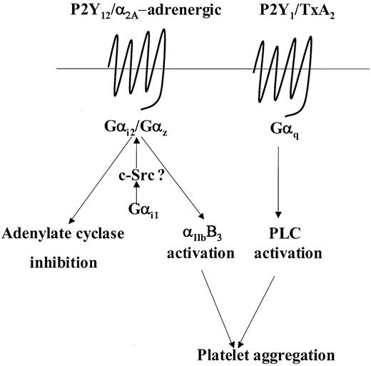Figure 7. Model depicting a putative role for Gαi1 in weak agonist-induced signal transduction. This model incorporates the model put forward by Jin and Kunapuli3 stating that coactivation of Gi- and Gq-coupled signaling pathways are necessary for weak agonist-induced platelet aggregation. For example, with ADP and adrenaline, this Gi component is provided following activation of Gαi2 and Gαz, respectively. Here we propose that following agonist receptor coupling, activation of either Gαi2 or Gαz may require priming by Gαi1, possibly in a c-Src–dependent manner, to regulate effectors such as adenylate cyclase or those involved in the activation of αIIbβ3. See “Discussion” for further details.