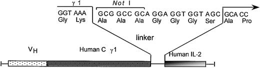 Figure 1. Construction of chTNT-3/IL-2 analog fusion proteins. Schematic diagram depicts the linker containing the NotI cloning site between the human γ1 and human IL-2 analog cDNA in the chTNT-3 heavy chain/cytokine fusion genes.