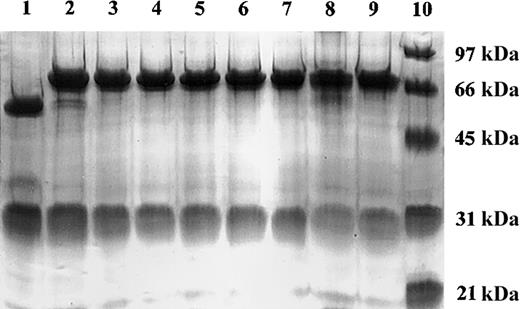 Figure 2. SDS-PAGE analysis of chTNT-3/IL-2 WT and IL-2 analog fusion proteins. Coomassie blue-stained 10% polyacrylamide tris-glycine reduced gel of purified chTNT-3 (lane 1), chTNT-3/IL-2 (lane 2), chTNT-3/Asp20Lys (lane 3), chTNT-3/Arg38Gly (lane 4), chTNT-3/Arg38Trp (lane 5), chTNT-3/Met39Val (lane 6), chTNT-3/Met39Leu (lane 7), chTNT-3/Phe42Lys (lane 8), chTNT-3/His55Tyr (lane 9), and molecular weight markers (lane 10).