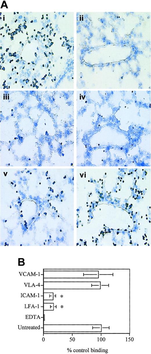 Figure 2. D4 cells bind to lung vascular endothelium and interstitium. (A) D4 cells (1 × 106) were applied to 10-μM-thick frozen lung sections on glass slides in HBSS buffer containing 1 mM CaCl2 and 1 mM MgCl2 with or without 5 mM EDTA. Slides were placed on a rotary shaker for 20 minutes at 70 rpm at room temperature. Slides were rinsed in HBSS to remove unbound cells, fixed in 2% glutaraldehyde, and stained with Giemsa stain. For blocking experiments, D4 cells or lung sections were incubated with 20 μg/mL of appropriate mAb in 200 μL HBSS for 30 minutes and washed prior to use in the assay. Control antibodies against major histocompatibility complex (MHC) class I or CD3 did not inhibit binding (data not shown). (i) Untreated cells. (ii) EDTA. (iii) LFA-1. (iv) ICAM-1. (v) VLA-4. (vi) VCAM-1. Original magnification, × 40. (B) Data are expressed as cells bound to the lung section per field of view as a percent of cells bound in the untreated .group ± SD. Data pooled from 3 independent experiments are shown. *Significantly different (P < .001) from untreated group.