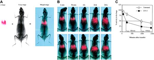 Figure 5. Dual modality imaging. (A) Dual modality imaging (γ-image, x-ray image, and merged image) at one minute following adoptive transfer of 5 × 106 111In-labeled D4 cells intravenously is shown. White box in the merged image indicates the defined region of interest used for quantitation of radioactivity in the lungs. In the red-green-blue merged image, the red channel indicates counts from the γ-image. (B) Dual modality imaging of 111In-labeled D4 cells without (top row) or with (bottom row) anti–LFA-1 antibody after transfer intravenously at the indicated time points. Data are representative of 3 independent experiments. (C) Distribution of 111In-labeled D4 cells at the indicated time points after transfer. Data pooled from 3 independent experiments are shown. Data are represented as percentage radioactivity (mean ± SD) in the region of interest defined for the lungs using the rib cage as a reference, with the activity at one minute represented as 100%.