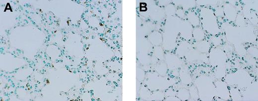 Figure 4. Anti-granulocyte staining (counterstaining with methylene green) of lungs. Staining was performed in protein C+/– mice (A) and wild-type mice (B) at 12 hours after the administration of endotoxin. Slides are representative for 6 mice per group. Original magnification for both panels, × 50.