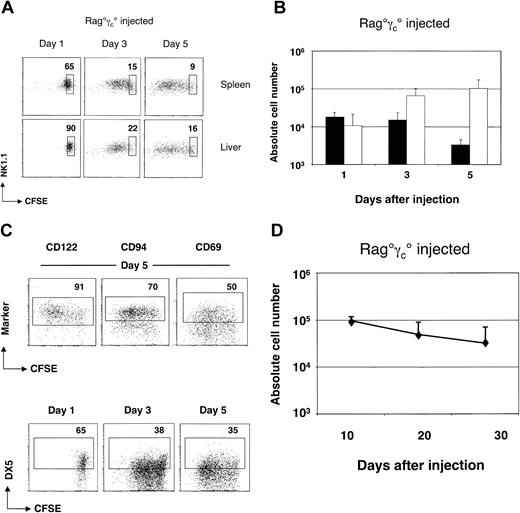 Figure 1. Survival and homeostatic expansion of mature NK cells on transfer to alymphoid Rag°γc° recipient mice. (A) Kinetics of CFSE dilution of splenic and hepatic NK cells at various times after transfer. An electronic gate was set on CD122+ (IL-2Rβ+) cells. Boxes indicate percentages of CFSE+ NK cells that have not divided. (B) Absolute numbers of recovered splenic CD122+NK1.1+ NK cells at indicated times after transfer. Black bars (▪) indicate nondivided donor NK cells and open bars (□) indicate NK cells with more than one division. Error bars denote standard deviations. (C) Phenotype of adoptively transferred NK cells. An electronic gate was set on NK1.1+ NK cells. Boxes indicate the percentages of cells staining positive above background levels for the given marker. (D) Long-term survival of adoptively transferred NK cells. Absolute numbers of recovered splenic CD122+NK1.1+ NK cells at indicated times after transfer. Error bars denote standard deviations.