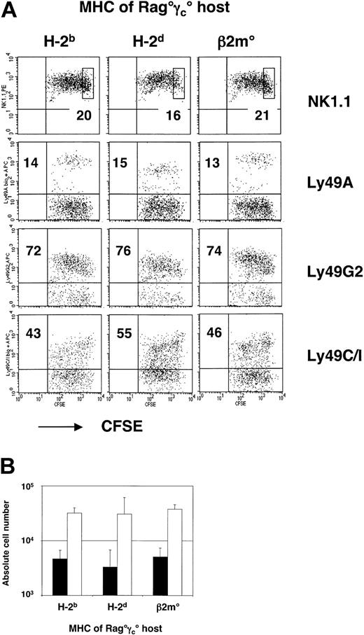 Figure 5. The MHC background does not modify the behavior of adoptive transferred mature NK cells in alymphoid Rag°γc° recipient mice. (A) CFSE dilution profiles of splenic NK cells 3 days after adoptive transfer into the indicated hosts. An electronic gate was set on CD122+ (IL-2Rβ+) cells. Boxes in NK1.1 profiles correspond to CFSE+ NK cells that have not divided. For different Ly49s, percentages of the relevant subset are indicated. (B) Absolute numbers of recovered splenic CD122+NK1.1+ NK cells at 3 days after transfer. Black bars (▪) indicate nondivided donor NK cells and open bars (□) indicate NK cells with more than one division. Error bars denote standard deviations.