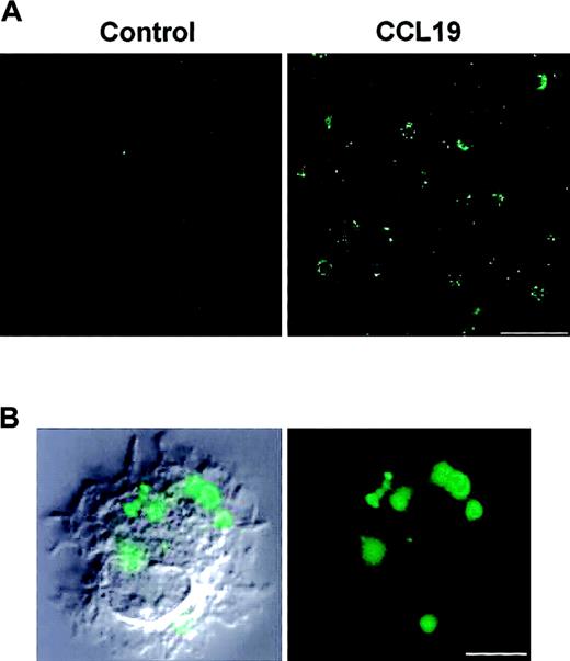 Figure 2. Morphologic evidence for CCL19-induced endocytosis. Mature DCs that are BC1 cells treated with LPS for 24 hours were incubated with FITC-dextran at 1 mg/mL in the presence or absence of CCL19 for 2 minutes. Following fixation in 4% paraformaldehyde, the fluorescence intensity of the cells was analyzed by confocal microscopy. (A) Endocytosis in the presence or absence (control) of CCL19. Bar represents 50 μm; original magnification, × 60. (B) Immunofluorescence image (right panel) and merged image of CCL19-treated mature DCs with differential interference contrast of the same cell (left panel). Bar represents 5 μm; original magnification, × 360.