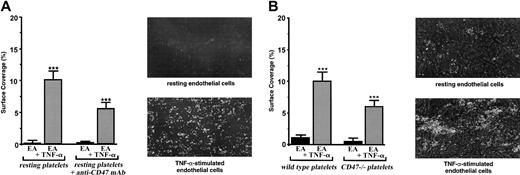 Figure 1. Involvement of platelet CD47 in the adhesion of resting platelets on the inflammatory vascular endothelium under flow conditions. EA endothelial cells were grown onto permanox Lab-Tek 1 chamber slides and stimulated or not stimulated with 25 ng/mL rhTNF-α for 18 hours. Then the slides were placed in a parallel plate flow chamber that produces a linear variable shear rate. (A) Human platelets were labeled with calceine in the PRP and were incubated or not incubated with 40 μg/mL anti-CD47 mAb B6H12 for 10 minutes at 37°C. Whole blood was reconstituted and perfused through the chamber at 37°C. Single-frame images were obtained after perfusion for 3 minutes at a shear rate of 100 seconds–1 on EA cells treated or not treated with TNF-α. Platelet adhesion, expressed as percentage of surface covered with platelets, is the average ± SEM of 10 random fields per coverslip. ***P < .001. These experiments are representative of at least 8 experiments performed using blood from different donors. For each single-frame image shown in the panels, the magnification of the objective was × 10. (B) Mouse platelets from 10 wild-type or 10 CD47–/– C57BL/6 mice were labeled with DiOC6 in the PRP (see “Materials and methods”). Whole blood was reconstituted and perfused through the chamber at 37°C. Single-frame images were obtained after perfusion for 3 minutes at a shear rate of 100 seconds–1 on EA cells treated or not treated with TNF-α. Platelet adhesion, expressed as percentage of surface covered with platelets, is the average ± SEM of 10 random fields per coverslip. ***P < .001. These experiments are representative of 4 different experiments. For each single-frame image shown in the panels, the magnification of the objective was × 10.