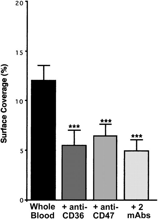 Figure 8. Arrest of flow platelets incubated with or without blocking anti-CD36, anti-CD47, or the 2 mAbs successively on TNF-α–treated endothelial cells. EA endothelial cells were grown onto permanox Lab-Tek 1 chamber slides and stimulated with 25 ng/mL rh TNF-α for 18 hours. Platelets were first labeled with calceine in PRP and then were incubated or not incubated with 40 μg/mL anti-CD36 mAb FA6.152 or anti-CD47 mAb B6H12 for 10 minutes at 37°C or with the 2 mAbs successively. Whole blood was reconstituted and perfused through the chamber at 37°C and at a shear rate of 100 seconds–1 for 3 minutes. Platelet adhesion, expressed as percentage of surface covered with platelets, is the average ± SEM of 10 random fields per coverslip. ***P < .001. This experiment is representative of 3 experiments performed using blood from different donors.