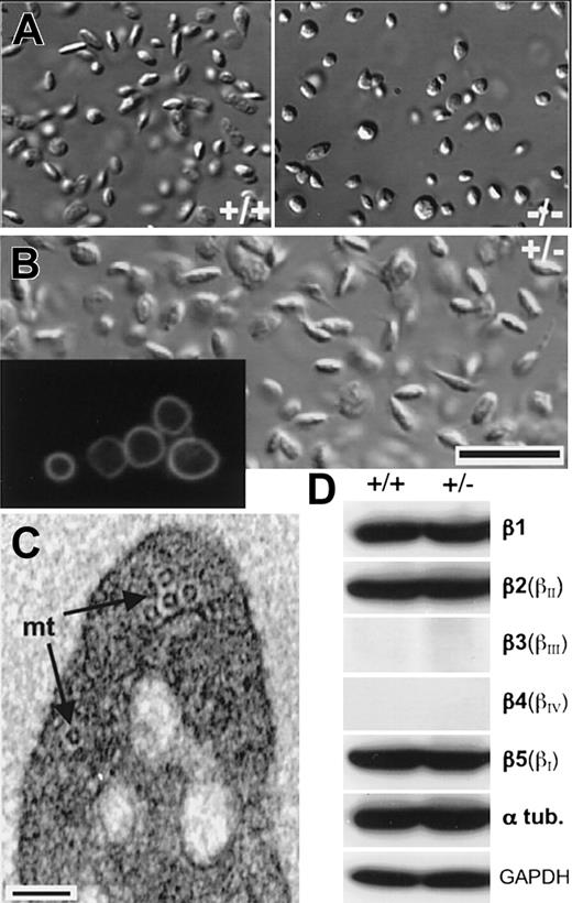 Figure 4. Response of β1-tubulin—/— platelets to treatment with paclitaxel and properties of β1-tubulin+/— platelets. (A) Treatment with the MT-stabilizing agent paclitaxel does not change the shape of resting wild-type platelets (+/+, left) or restore discoid morphology in β1-tubulin—/— platelets (right); original magnification, × 1000. (B) Differential interference contrast (DIC) micrograph of β1-tubulin+/— platelets in suspension, revealing the discoid resting shape. Inset (original magnification, × 1000) shows antitubulin immunofluorescence of cytocentrifuged β1-tubulin+/— platelets, which resemble wild-type platelets and lack the kinks and breaks seen in β1-tubulin—/— platelets. Scale bar = 6 μm. (C) Electron micrograph of resting β1-tubulin+/— platelet in transverse section, showing about half the number of microtubule (mt) coilings typically seen in the wild type. Scale bar = 0.1 μm. (D) Immunoblot analysis of platelet lysates to show relative proportions of all β-tubulin isotypes in wild-type (+/+) and β1-tubulin+/— platelets. αtub indicates α-tubulin; GAPDH, glyceraldehyde 3-phosphate dehydrogenase (protein loading control).