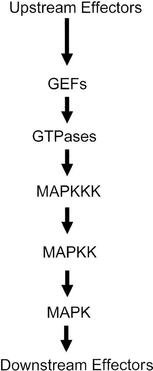 Figure 2. Schematic generic overview of the sequence of events leading to activation of Map kinase pathways.