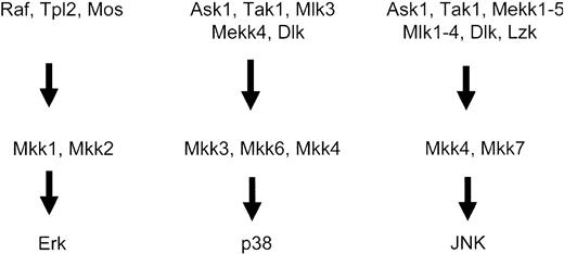 Figure 3. MAPKKK and MAPKK proteins that regulate activation of the Erk, p38, and JNK Map kinase pathways.