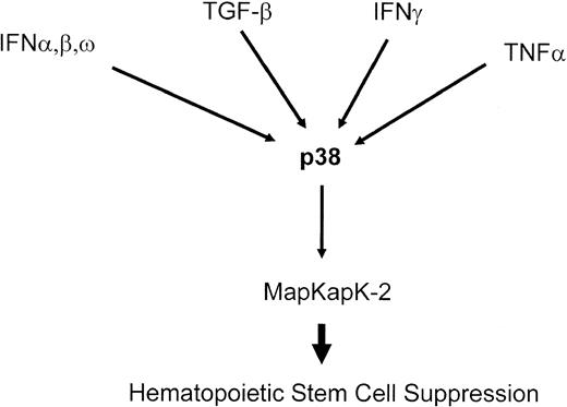 Figure 4. Myelosuppressive cytokines that utilize the p38 Map kinase pathway to suppress the growth of human primitive hematopoietic progenitors.