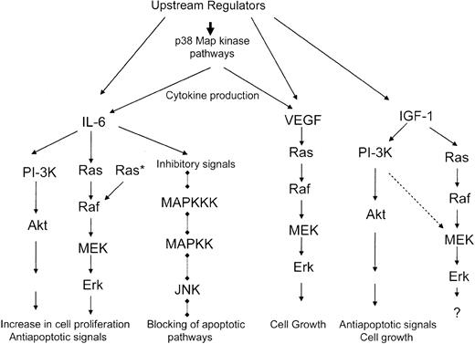 Figure 5. Schematic overview of the activation of different Map kinase pathways to regulate malignant plasma cell proliferation and/or inhibit apoptosis of multiple myeloma cells. * indicates constitutively activated.