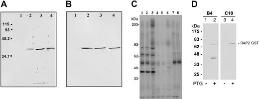 Figure 2. Anti–RSP-2 mAbs recognize a 42-kDa molecule. (A) Western blot analysis using mAbs B4, C10, and D10. Triton X-100 soluble protein extract of rIECSA was analyzed. Lane 1, negative control IgG2a; lane 2, anti–RSP-2 C10; lane 3, anti–RSP-2 B4; and lane 4, anti–RSP-2 D10. (B) Western blot with anti–RSP-2 mAb B4 and Triton X-100 protein extracts. Lane 1, nE; lane 2, IECSA; lane 3, IECD36; and lane 4, IEICAM-1. (C) Immunoprecipitation of Triton X-100 extracts of surface-iodinated FCR3CSA and FCR3CD36 rIEs using mAb B4. Lane 1, surface-iodinated FCR3CSA rIEs immunoprecipitated by B4; lane 2, FCR3CD36 immunoprecipitated by B4; lane 3, FCR3CSA immunoprecipitated by a pool of immune sera from pregnant women (Senegal); lane 4, FCR3CSA trypsin treatment (100 μg/mL) before immunoprecipitation by B4; lane 5, FCR3CD36 trypsin treatment before immunoprecipitation by B4; lane 6, FCR3CSA trypsin treatment before immunoprecipitation by a pool of immune sera from pregnant women. Controls, FCR3CSA immunoprecipitation with no mAbs (lane 7) and by anti-PfEMP1 (lane 8). (D) Western blot analysis of E coli extracts expressing RAP-2 GST fusion proteins. Lanes 1 and 3, noninduced cultures; lanes 2 and 4, IPTG-induced cultures. Lanes 1 and 2, mAb B4; lanes 3 and 4, mAb C10. The RAP-2 GST-predicted molecular weight is 71 kDa. The lower band (lane 2) is a degradation product.