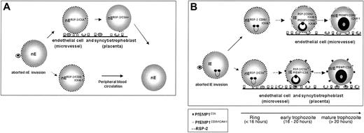 Figure 8. Schematic model of the different types of RSP-2–tagged nEs and rIEs and their adhesive tropism during the blood-stage cycle. (A) Parasites of the CSA-binding phenotype nE that carry RSP-2 on their surface cytoadhere to endothelial cells and placental syncytiotrophoblasts via an unknown receptor. RSP-2–tagged nEs are potential targets marked for destruction by the host immune response in the presence of anti–RSP-2 antibodies. (B) rIEs of parasites selected for CSA binding will cytoadhere, and during a short period of the blood-stage cycle (early trophozoites), both RSP-2 and PfEMP1 are present on the surface of IEs and can bind to 2 distinct host receptors at the same time. These parasites probably are not present in the peripheral blood circulation.