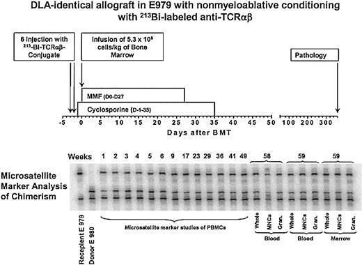 Figure 2. Nonmyeloablative conditioning with 213Bi–anti-TCRαβ Treatment scheme and microsatellite marker analysis of chimerism in dog E979.