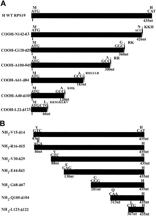 Figure 1. cDNA constructs used for mapping the NoS in RPS19. (A) Human wild-type RPS19 (H WT RPS19) is shown at the top of the panel as the black box. The ATG translational start site and the last codon coding for a histidine (H) are indicated. We generated 6 COOH-terminal truncations. The mutant GFP-RPS19 fusion proteins are labeled by the last amino acid number in the new COOH-terminal and by the number of deleted amino acids (Δ). We added a stop codon (located with arrow-heads) just before a putative NLS characterized by a cluster of basic amino acids: arginine (R), histidine (H), lysine (K). (B) We also generated 7 NH2-terminal truncations in GFP-RPS19 fusion proteins. These are labeled with the amino acid number of the NH2 terminus and by the number of deleted amino acids (Δ). We used EGFP ATG as the translational start site of the GFP-RPS19 fusion proteins, meaning that RPS19 was cloned in frame with upstream EGFP coding sequence.
