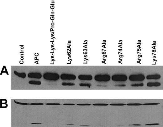 Figure 2. SDS-PAGE and Western blotting of factor VIIIa cleavage reactions. Human factor VIIIa (250 nM) was incubated with APC derivatives (40 nM) on 100 μM PC/PS vesicles in 5 mM Ca2+ for 5 minutes at 37°C. Following electrophoresis, proteins were transferred to nitrocellulose membranes and Western blotted by either the 58.12 anti-A1 subunit monoclonal antibody (A) or by the R8B12 anti-A2 subunit monoclonal antibody (B).