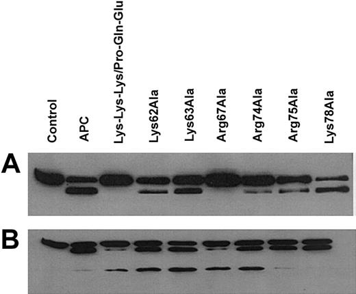 Figure 4. SDS-PAGE and Western blotting of the A1/A3-C1-C2 dimeric subunit and isolated A1 subunit cleavage reactions. (A) A1/A3-C1-C2 subunit (250 nM) was incubated with APC derivatives (40 nM) on 100 μM PC/PS vesicles in 5 mM Ca2+ for 5 minutes at 37°C. Following electrophoresis, proteins were transferred to nitrocellulose membranes and Western blotted by the 58.12 anti-A1 subunit monoclonal antibody. (B) Procedures were the same as those described in panel A except that the Western blot is derived from the incubation of A1 subunit (2500 nM) with APC derivatives (250 nM) on 100 μM PC/PS vesicles in 5 mM Ca2+ for 4 hours at 37°C.