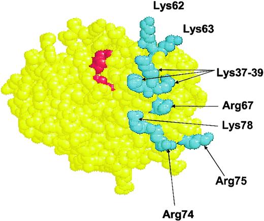 Figure 5. The space-filling model of the catalytic domain of the 4-carboxyglutamic acid (Gla)–domainless APC–D-Phe-Pro-Arg chloromethylketone (PPACK) complex. The relative 3-dimensional locations of the basic residues of 3 surface loops 39, 60, and 70-80 are shown in cyan. Shown in red are 2 of the catalytic triad residues (His57 and Ser195).