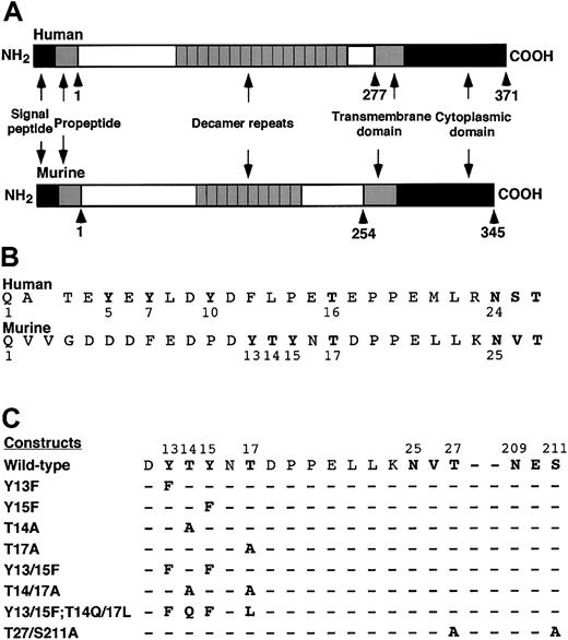 Fig. 1. Schematic diagram of murine PSGL-1 constructs. / (A) Diagram of the domains in human and murine PSGL-1. (B) Alignment of the mature N-terminal sequences of human and murine PSGL-1. A one-residue gap in the human sequence was introduced to align the putative O-glycosylated threonine and the conserved N-glycosylation site with those in the murine sequence. (C) Sequences of the amino acid substitutions in the full-length murine PSGL-1 constructs.