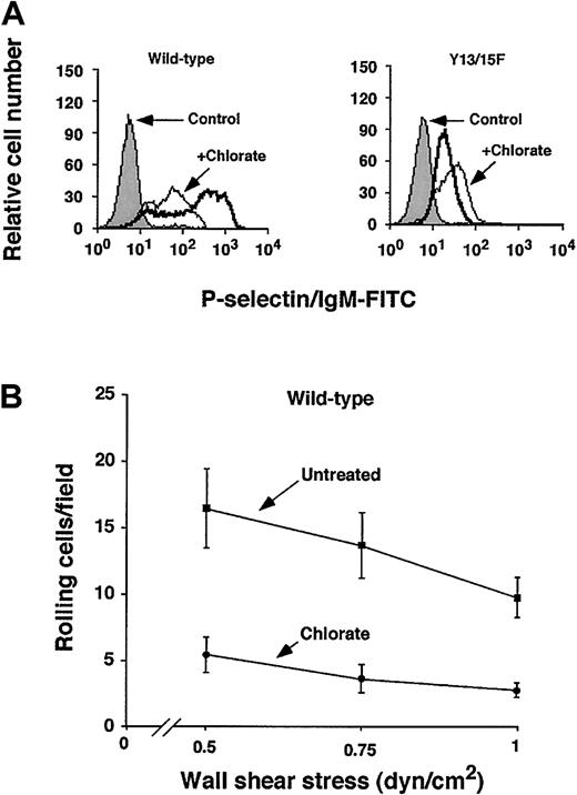 Fig. 5. Effect of inhibiting sulfation of murine PSGL-1 on binding to P-selectin. / CHO cells expressing Core2GlcNAcT-I, FTVII, and either wild-type or Tyr13/15Phe murine PSGL-1 were cultured in the presence or absence of 100 mM sodium chlorate for 72 hours. (A) Binding of P-selectin/IgM was measured by flow cytometry as in Figure 3. The data are representative of 3 experiments. (B) The number of cells rolling on P-selectin was measured as in Figure 4A. The data represent the mean ± SEM of 3 experiments.